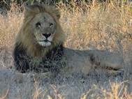 This is a Lion-King. 