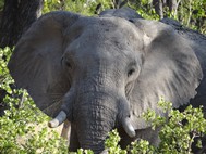 This appears to be a single elephant hiding in the brush. 
