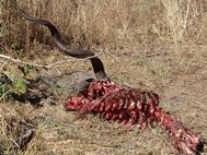 This looks like a finished meal for the lion. 