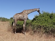 Their teenage giraffe is munching on a leafy snack while waiting. 