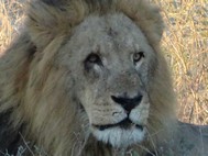 This is a closeup of a lion. 